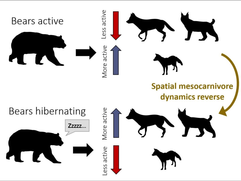 Bear competition with coyote foxes and bobcats