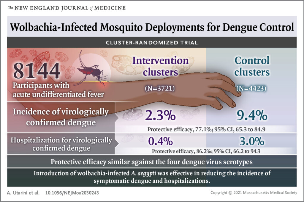 Wolbachia-infected mosquito