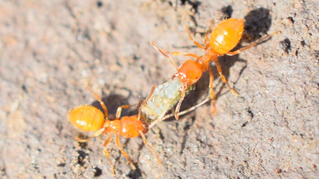 Ant domestication