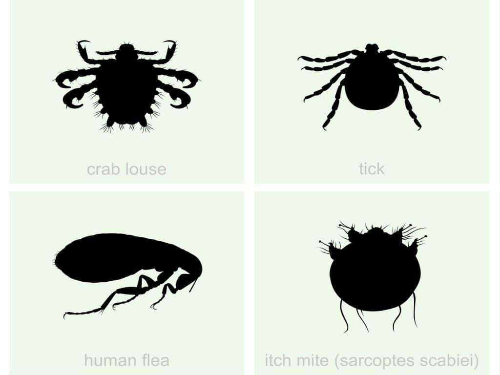 The Infamous world of arthropod ectoparasites