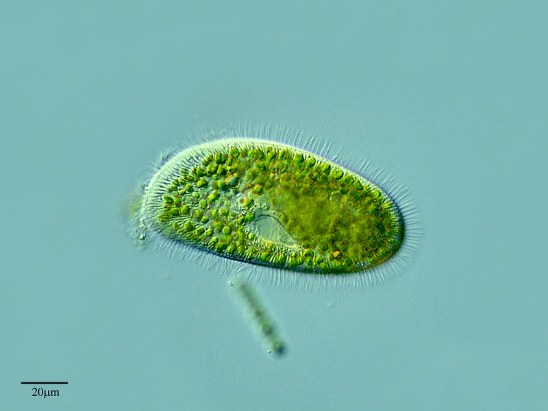 paramecium and chlorella symbiosis