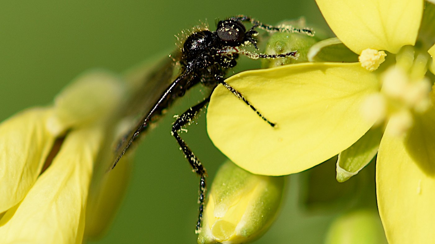 Pollination is more than honey bees and flowers