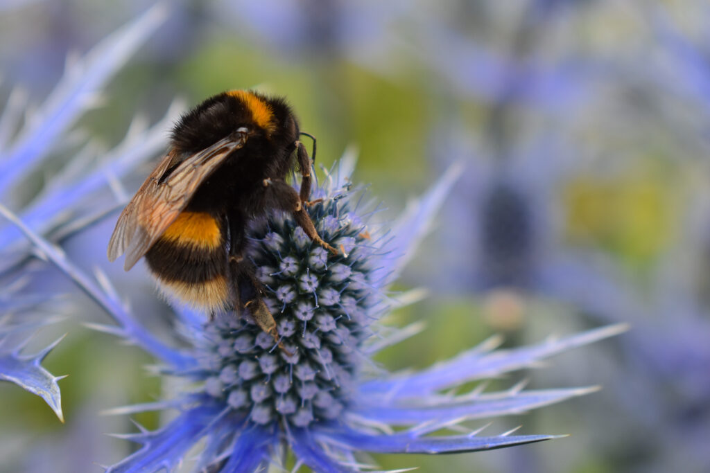 bumble bee pollinator