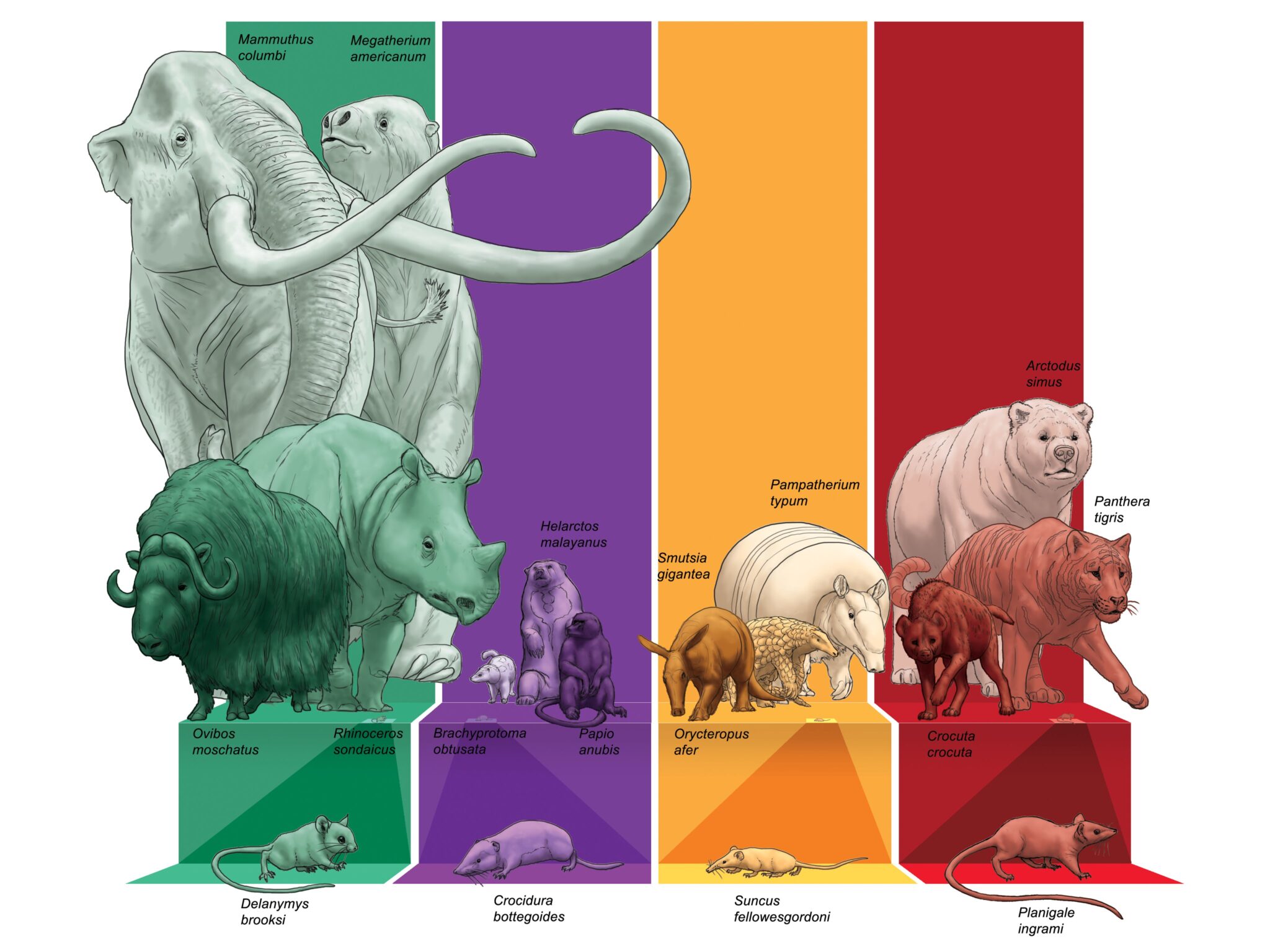 Human ecosystem interactions alter vertebrate body size