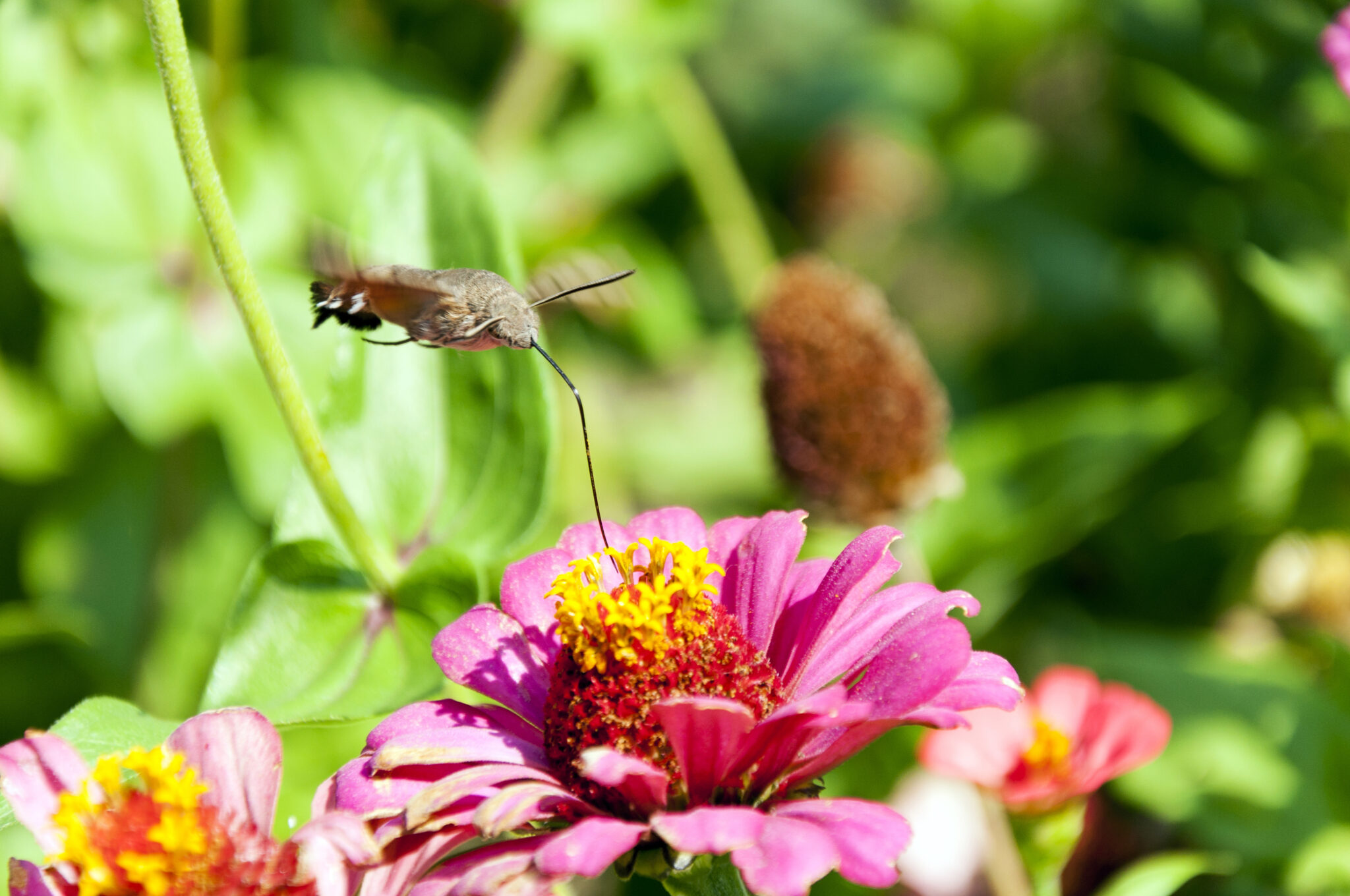 The long tongued hawkmoth interspecies interactions