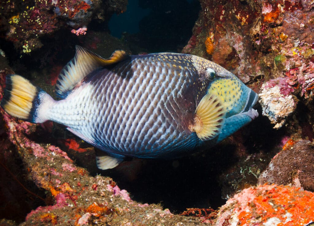 parrot fish eating coral
