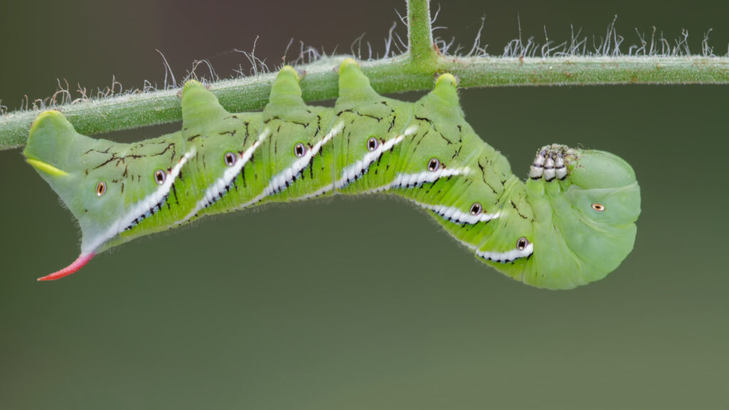 Tomato hornworm