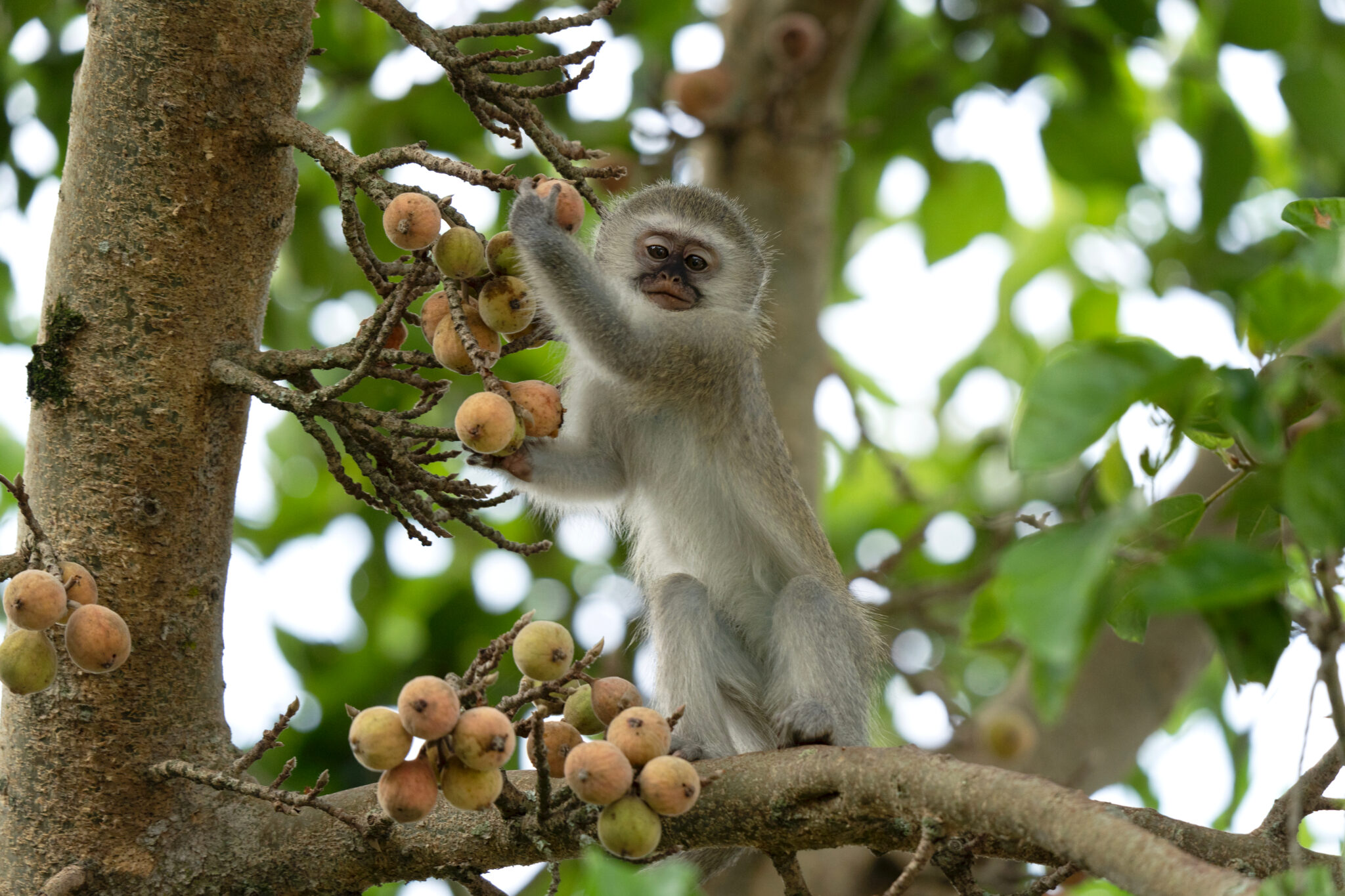 Critical animal-plant species interactions being lost