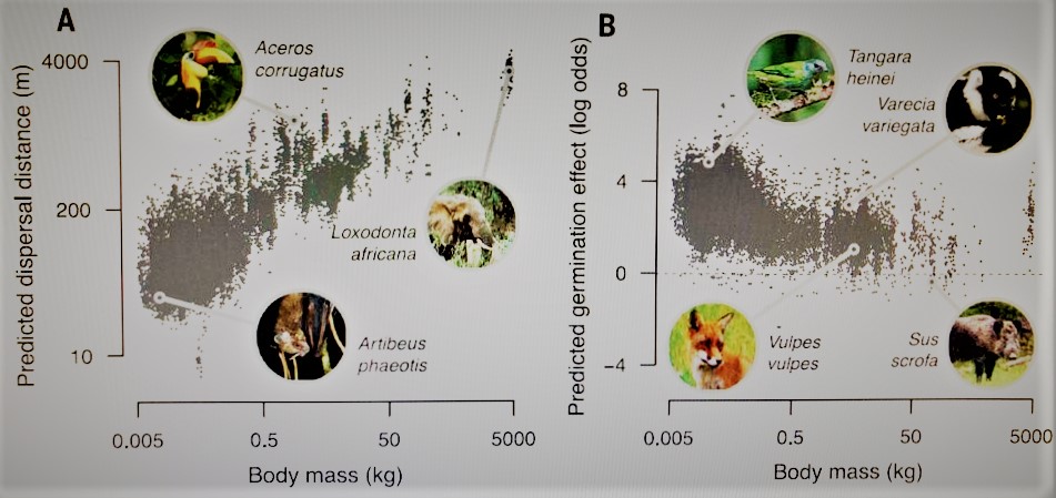 Seed dispersal and defaunation