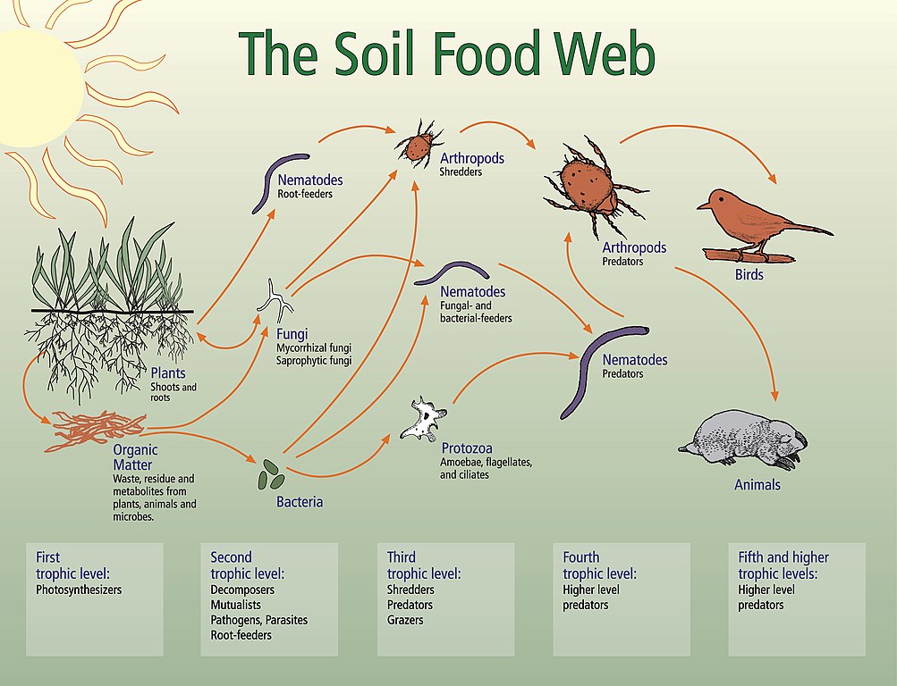 What do soil organisms eat