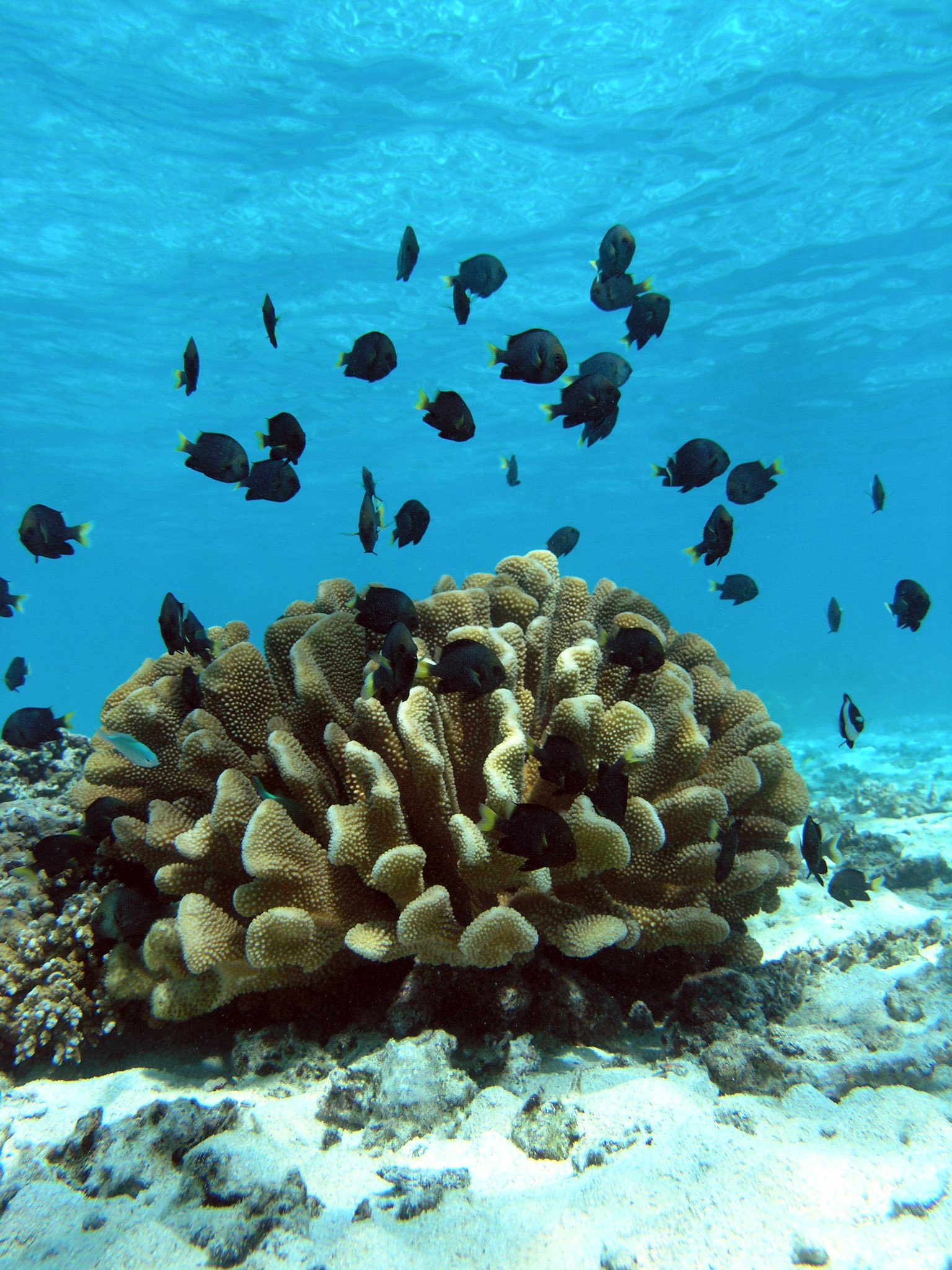 Interspecies Interactions: Understanding the Complex Relationships between Different Species