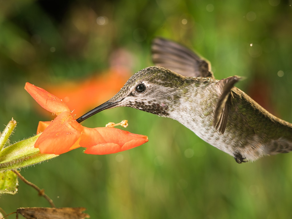 hummingbird_pollination