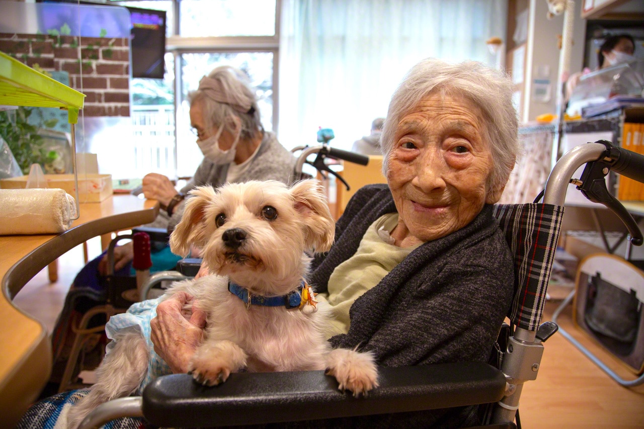 Owning a dog can prevent dementia in older adults