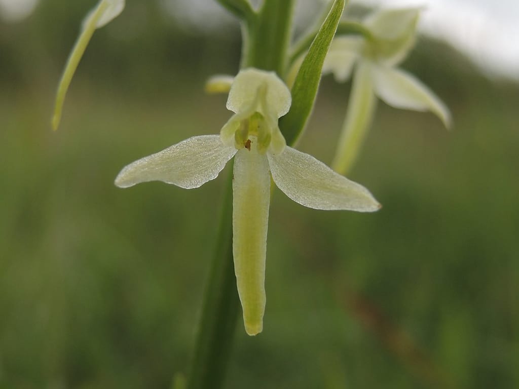 planthera_orchids
