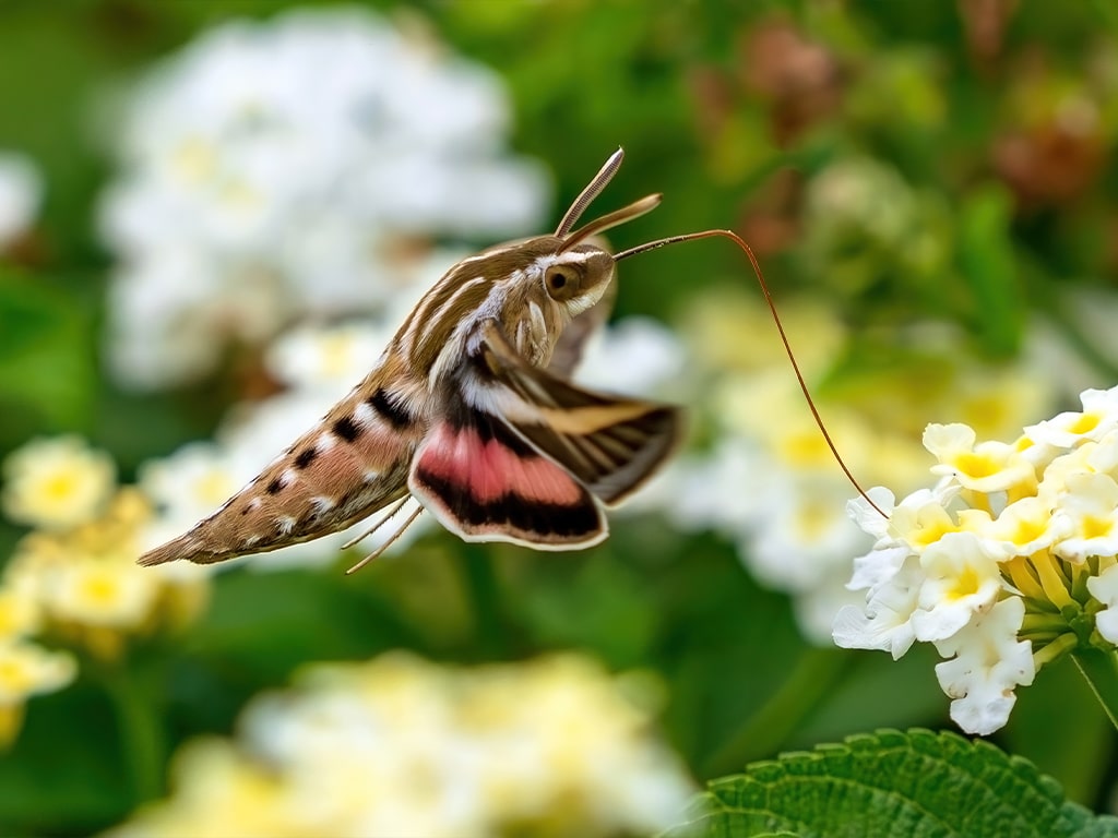 pollination_moth