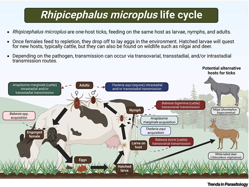 rhipicephalus-microplus-lifecycle