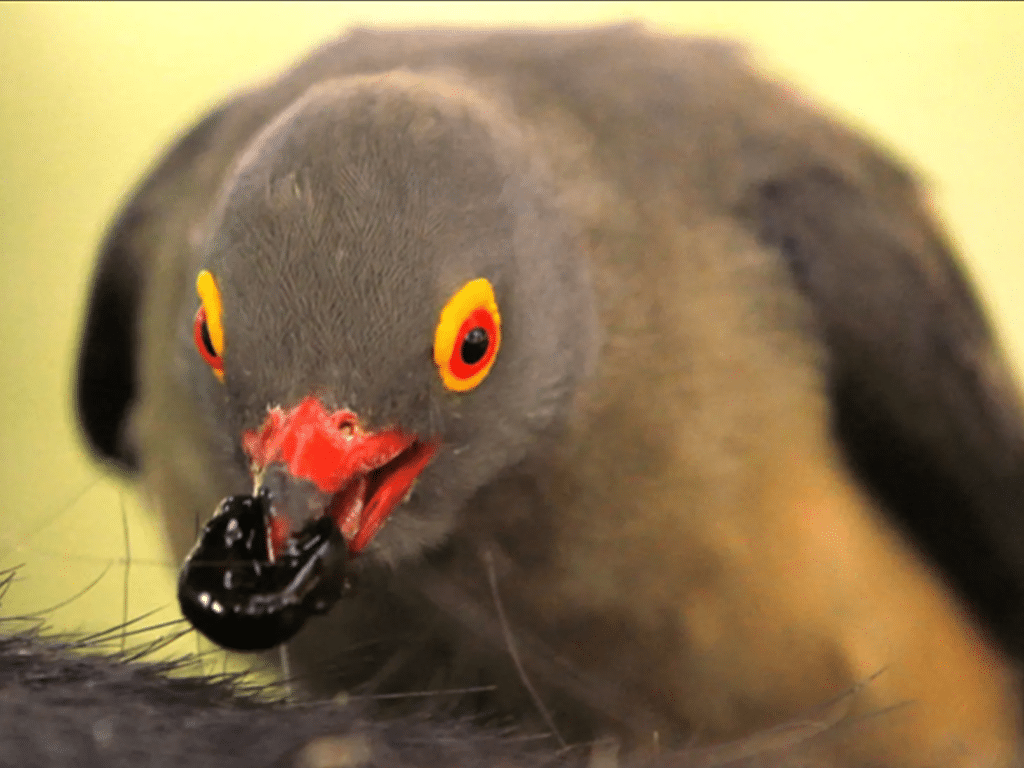 tick-predators-ecology