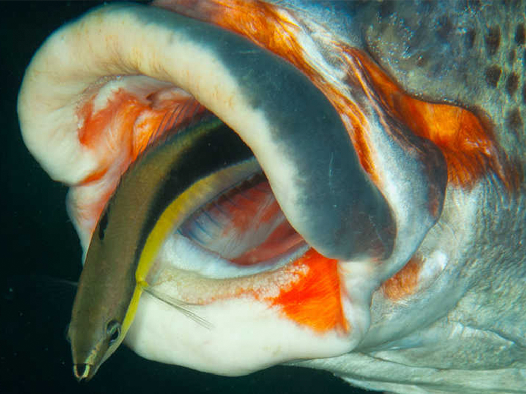 cleaning_wrasses