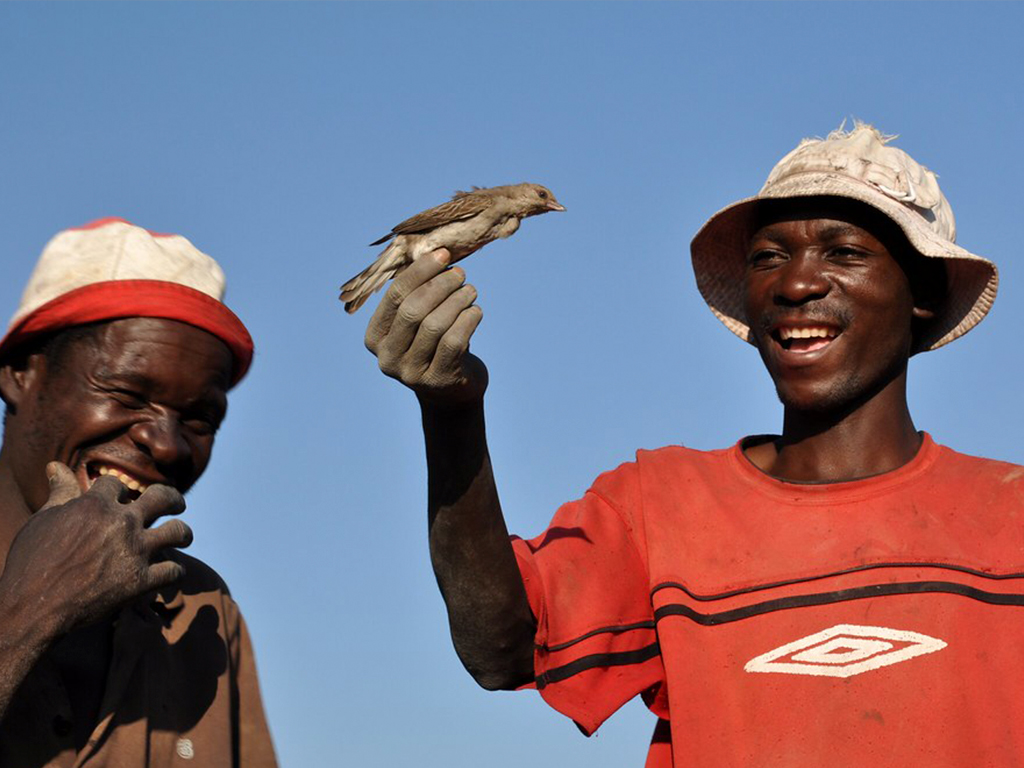 honeyguides
