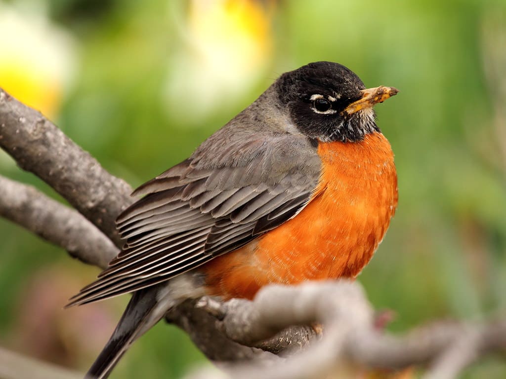How birds spread seeds beyond forests