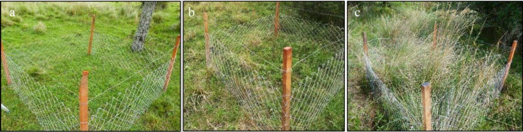 Ungrazed exclosure