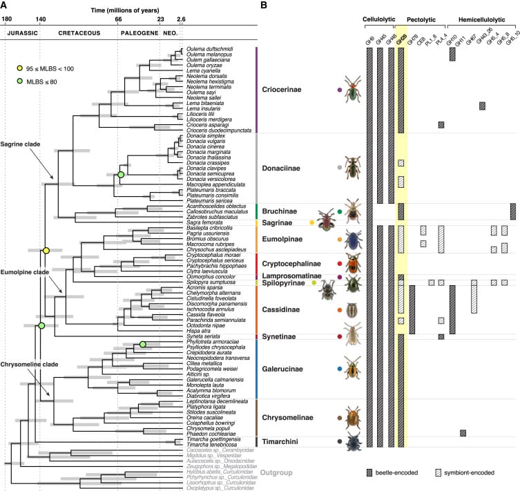 Dated_phylogeny