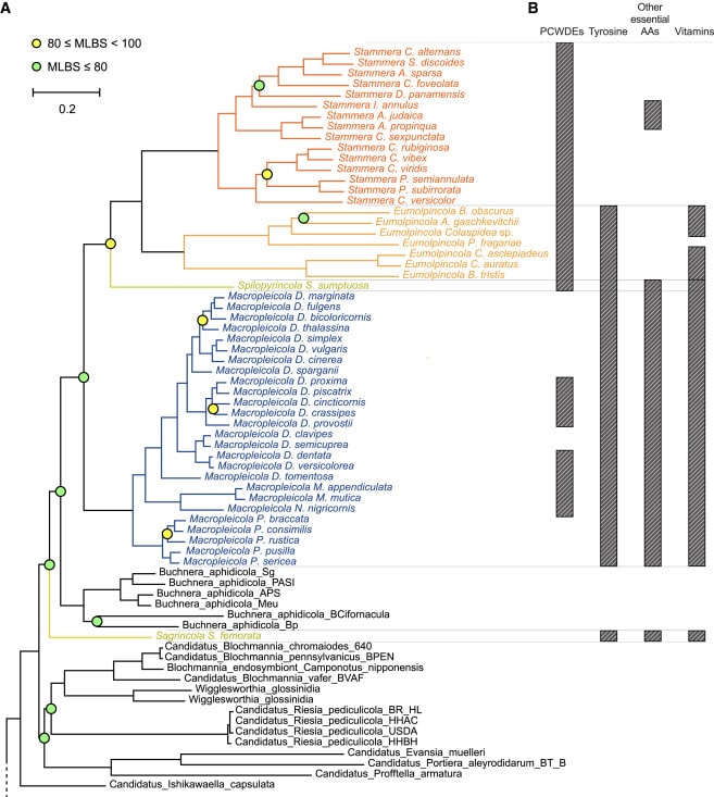 bacterial_symbionts 