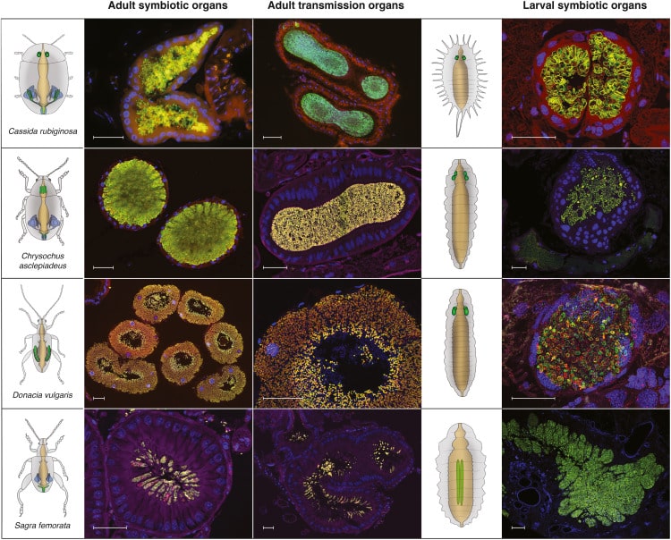Symbiont_localization 