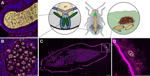 Phylogenetic_relationship