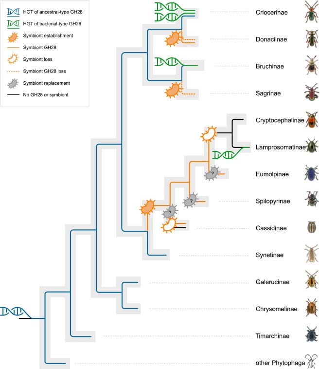 Evolutionary_scenario 