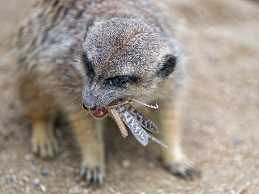 meerkat