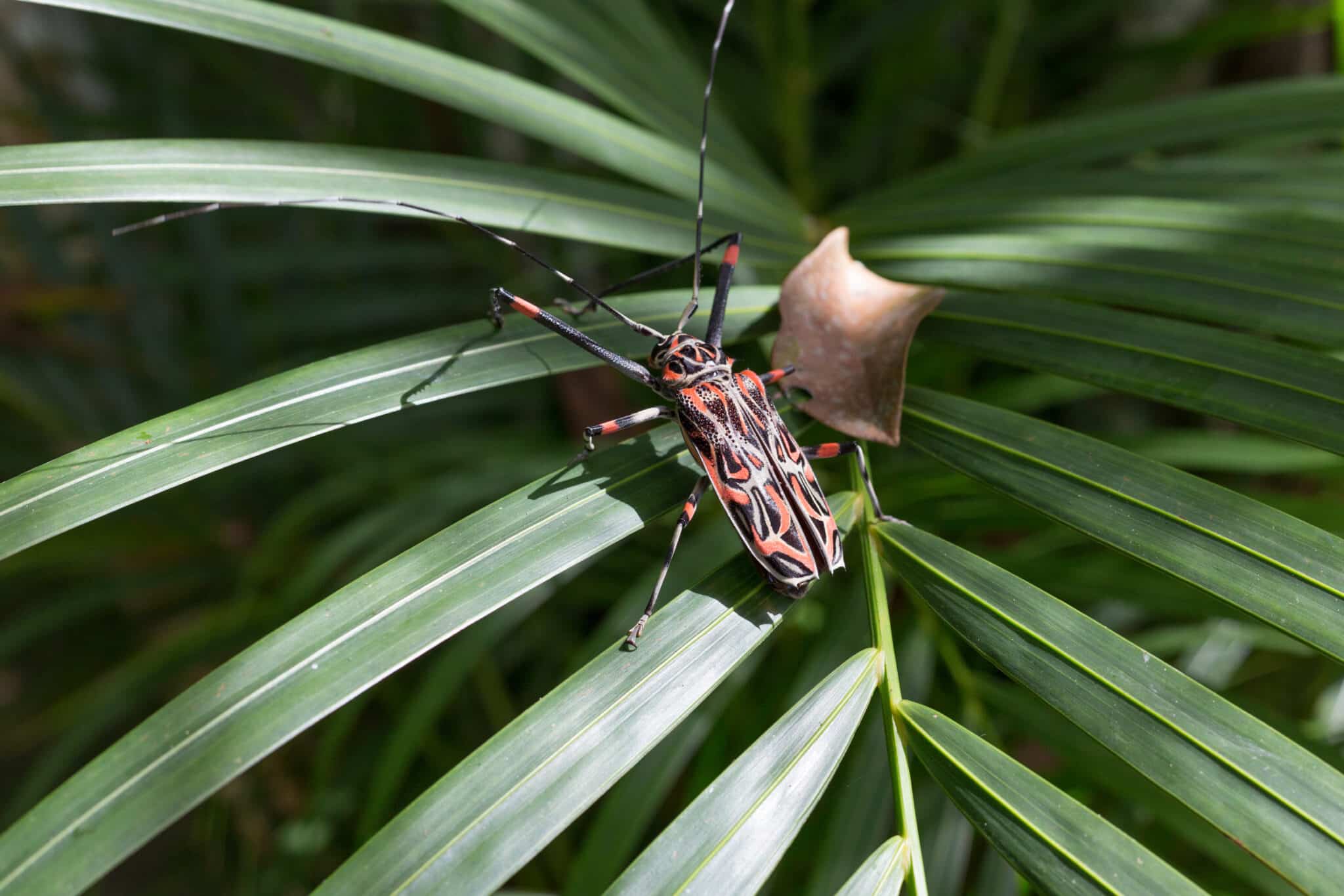 The hidden world of beetles and their tiny passengers