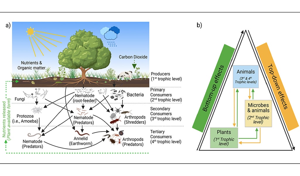 Multitrophic interactions