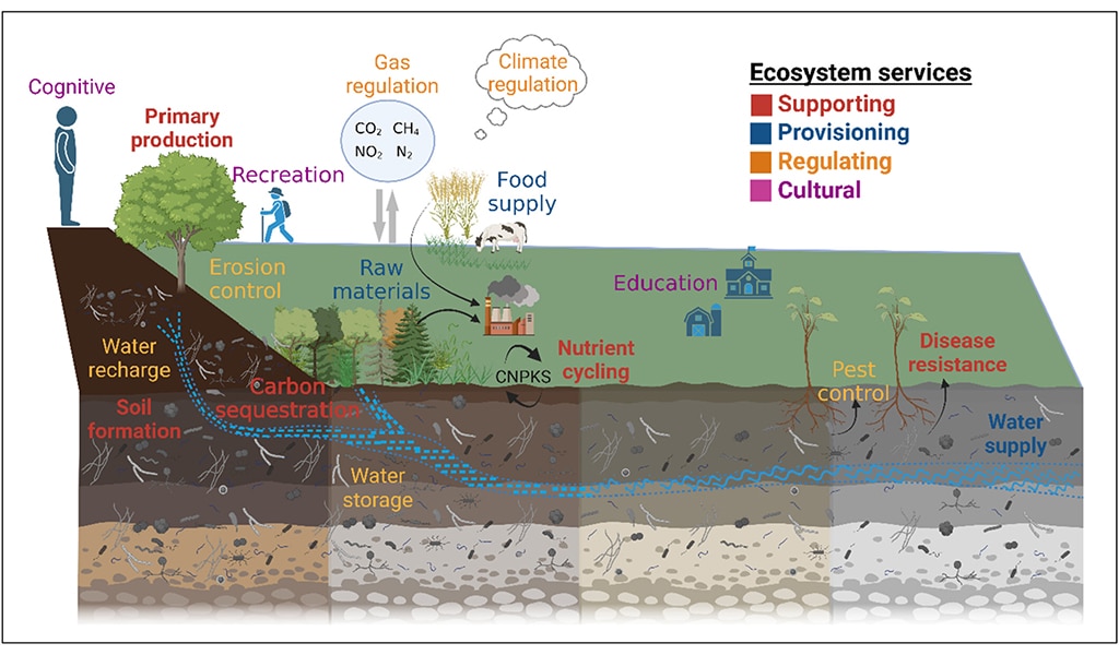 ecosystem_functions